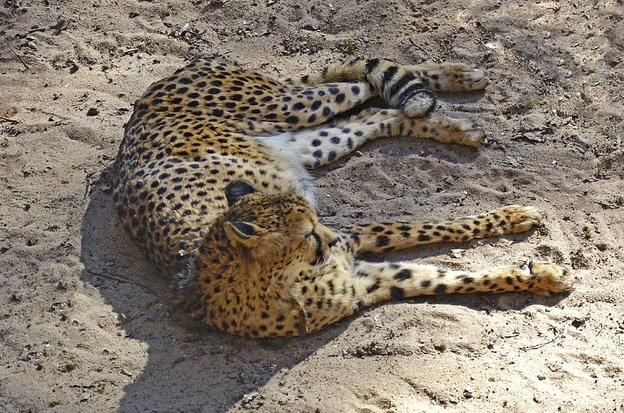 Cheetah, Lazy, Sleep, Fast, Big Cat, points, slim, predator HD wallpaper