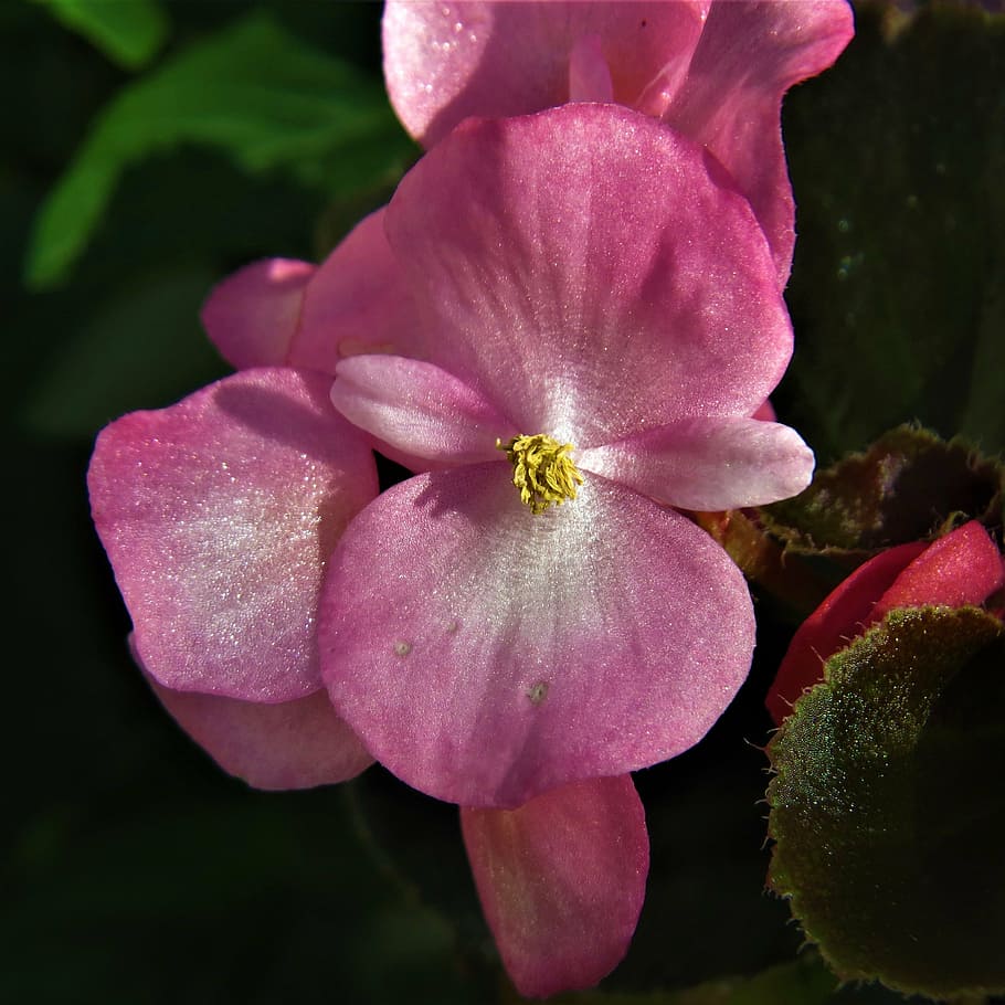 macro, pink, flower, bloom, flowering plant, petal, vulnerability HD wallpaper