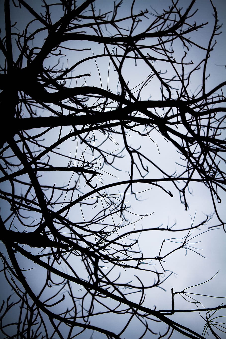 shadow, twigs, lonely, leafless, winter, autumn, rain, tree HD wallpaper