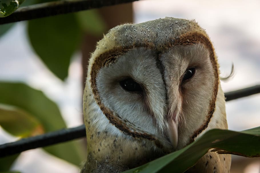 owl on tree, shallow focus photography of brown owl, portrait HD wallpaper