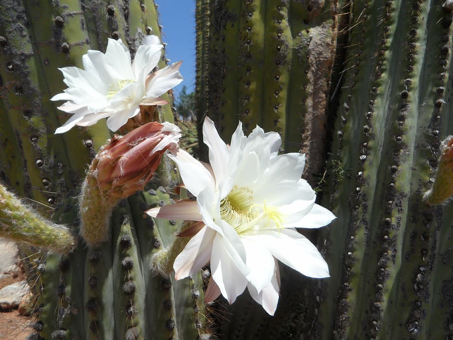 cactus blossom, bloom, flora, plant, prickly, blooming white HD wallpaper