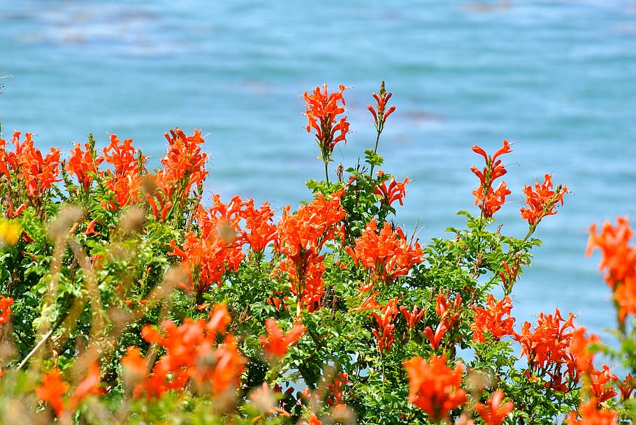 pacific, flowers, water, plant, flowering plant, beauty in nature HD wallpaper