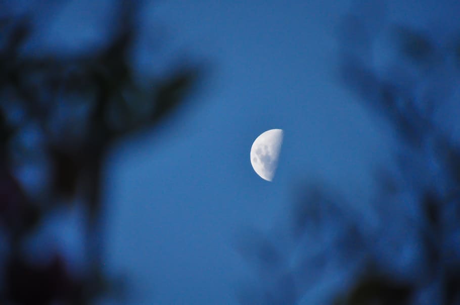 Cosmos moonlight. Blue half Moon.