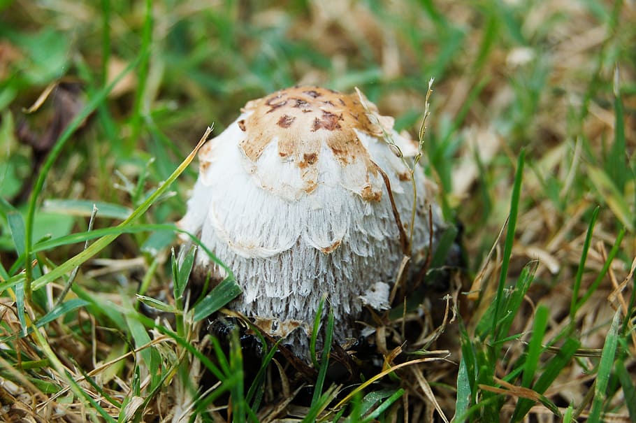 mushroom, meadow, forest, grass, plant, fungus, land, vegetable HD wallpaper