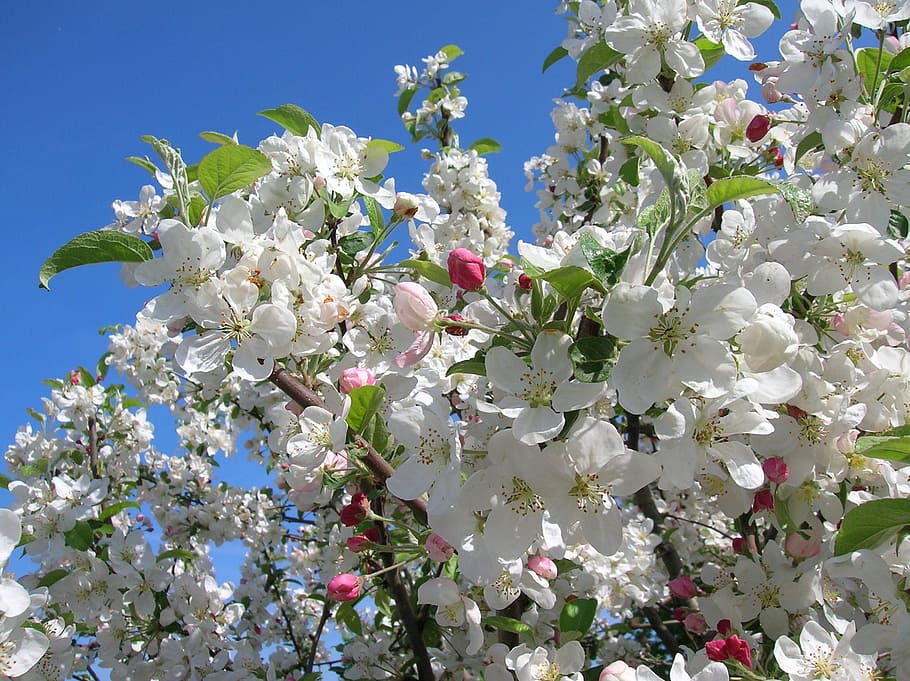 flowers, apple blossoms, apple tree, nature, flowering plant HD wallpaper