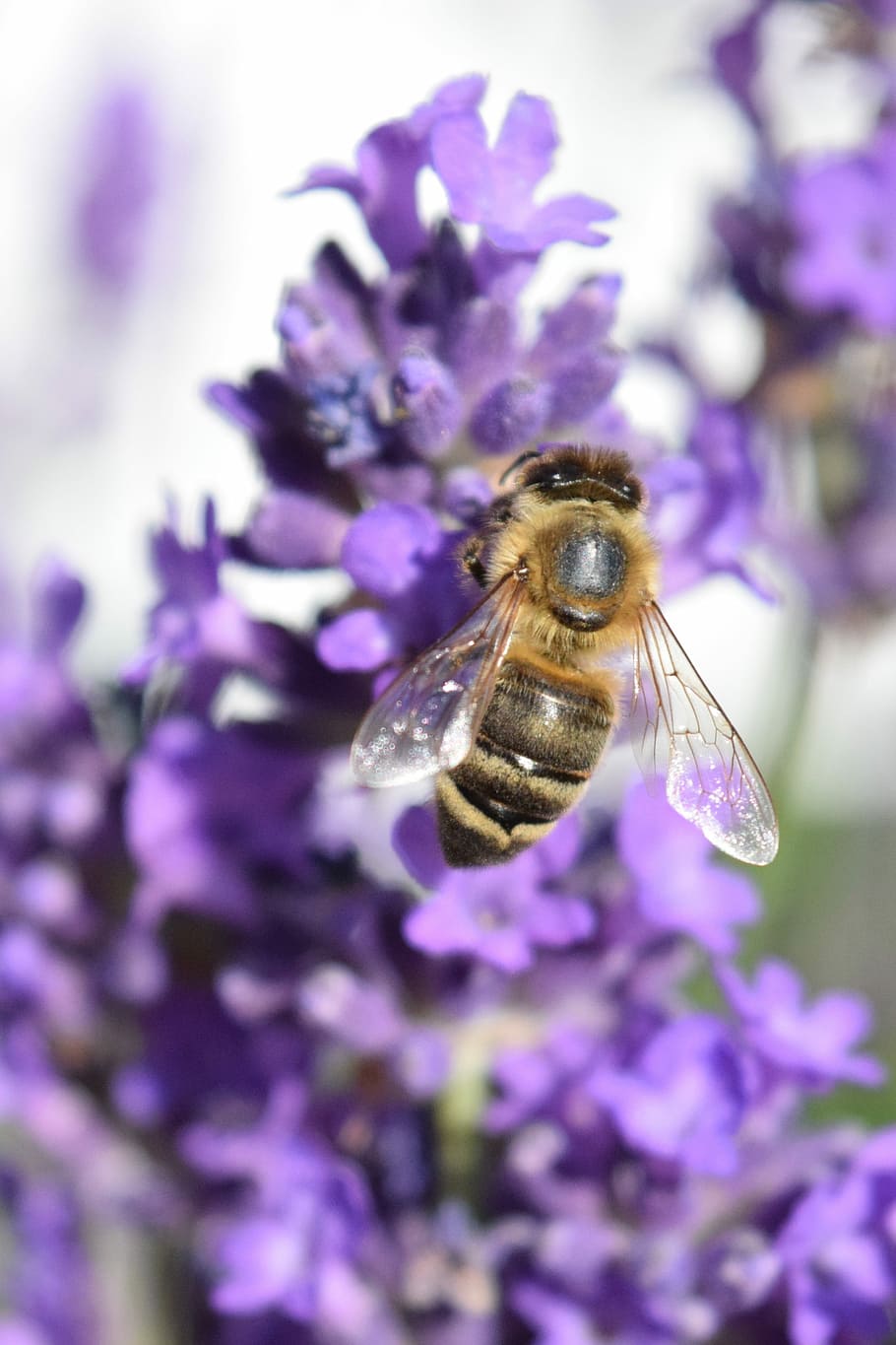 Bee, Lavender, Fertilize, Sprinkle, summer, food, flower, purple HD wallpaper