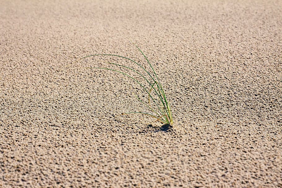 sand, grass, dunes, wind, nature, coast, holiday, north sea HD wallpaper