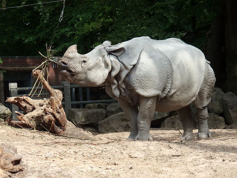 rhino, dom, strong, mammal, animal themes, vertebrate, one animal HD wallpaper