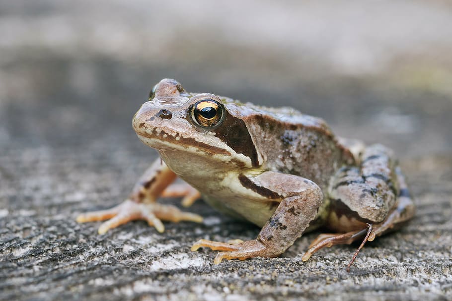 closeup photo of gray frog on gray surface, nature, macro, sitting frog HD wallpaper