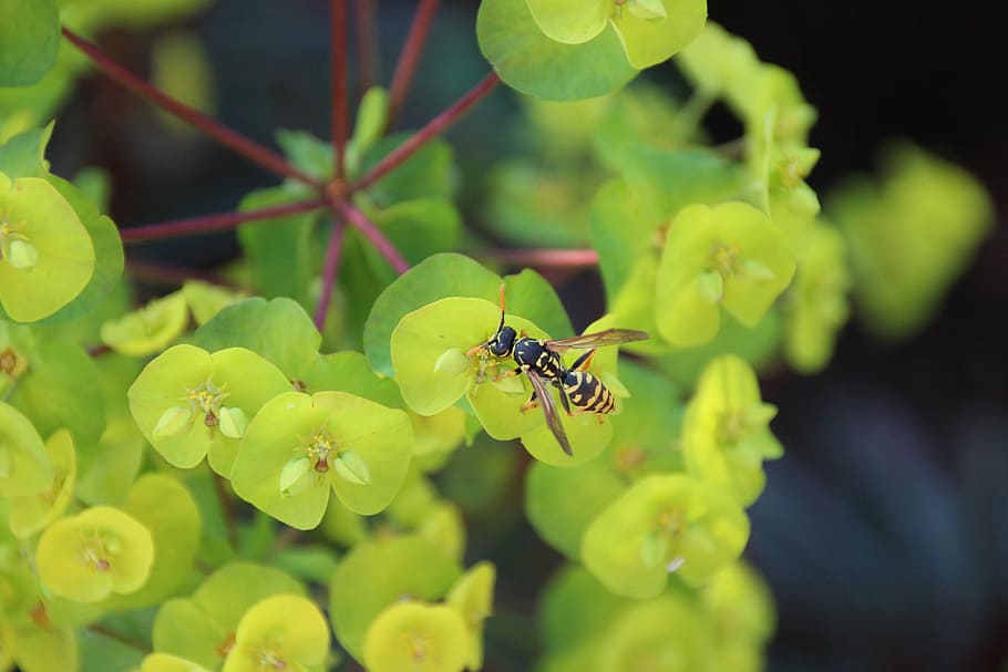 Wasp, Insect, Macro, Nature, Blossom, bloom, one animal, animal themes HD wallpaper