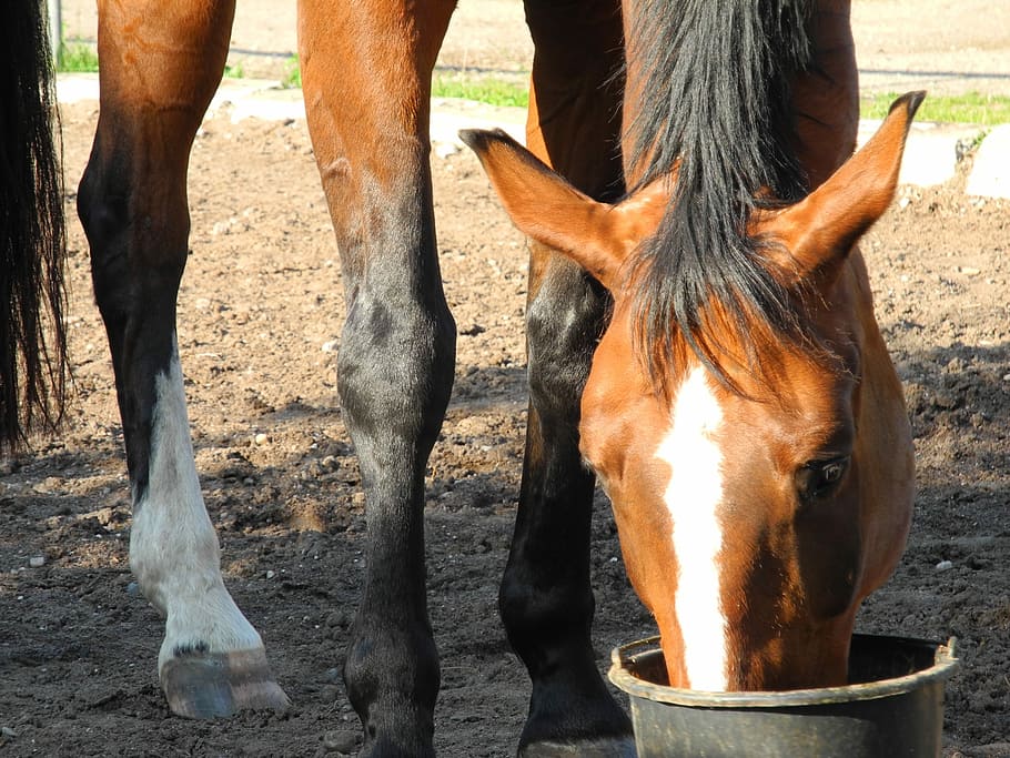 Horse, Head, Eat, animal themes, outdoors, human body part, HD wallpaper