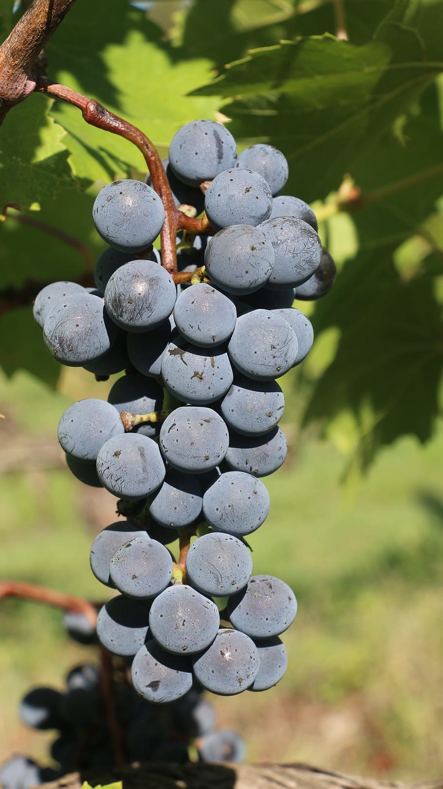 fruit, grapes, nature, wine, creeper, focus on foreground, no people HD wallpaper