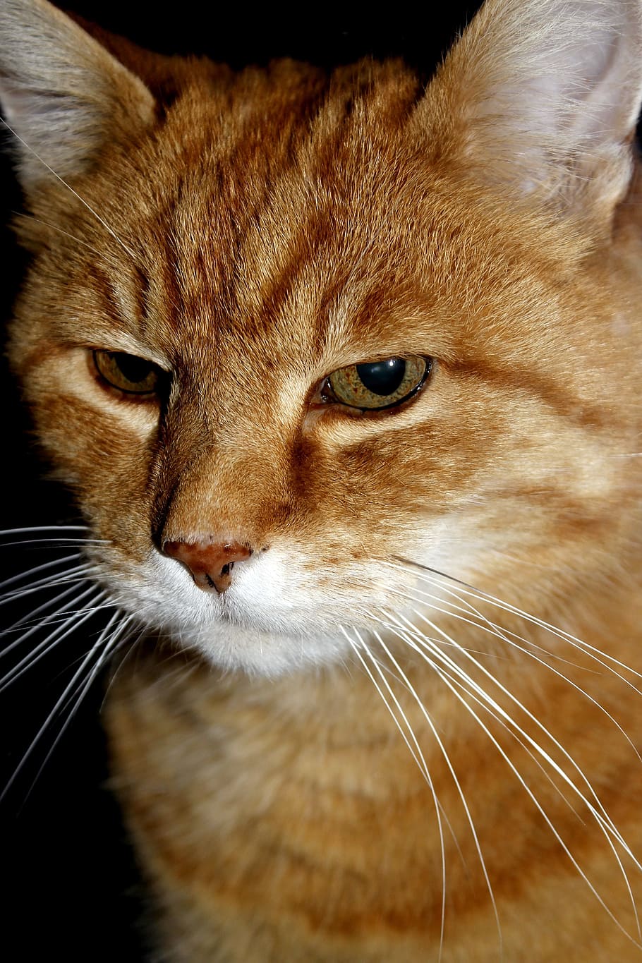cat, pet, red cat, feline, animal themes, one animal, mammal HD wallpaper