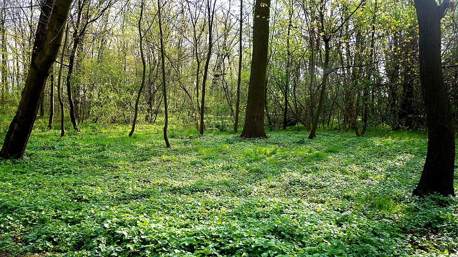 landscape, view, nature, tree, forest, green, plants, growth HD wallpaper