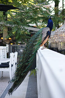 peacock, bird, proud, tail, tivoli, zoo, garden, animals in the wild HD wallpaper