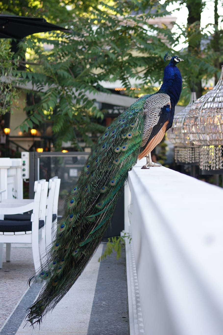 peacock, bird, proud, tail, tivoli, zoo, garden, animals in the wild HD wallpaper
