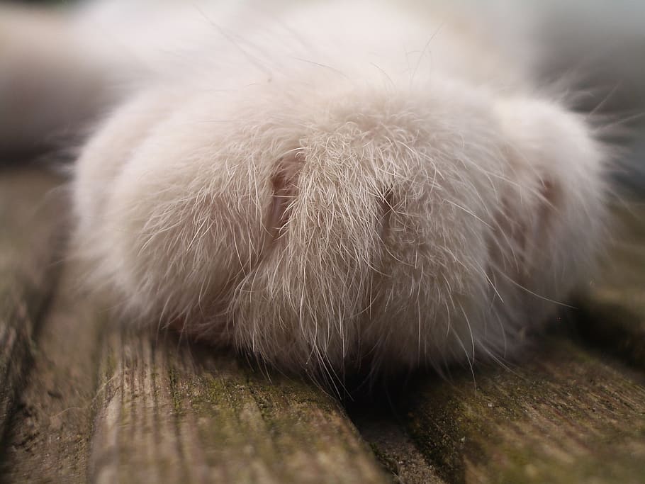 white dog paw, cat, pet, animal, cute, pets, small, close-up HD wallpaper
