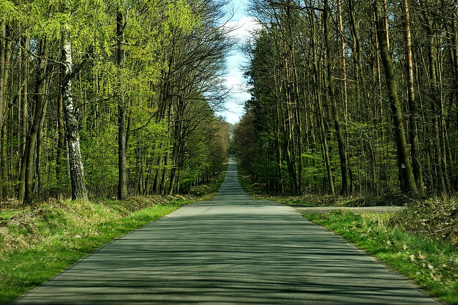 gray concrete road between green trees, forest, landscape, travel HD wallpaper
