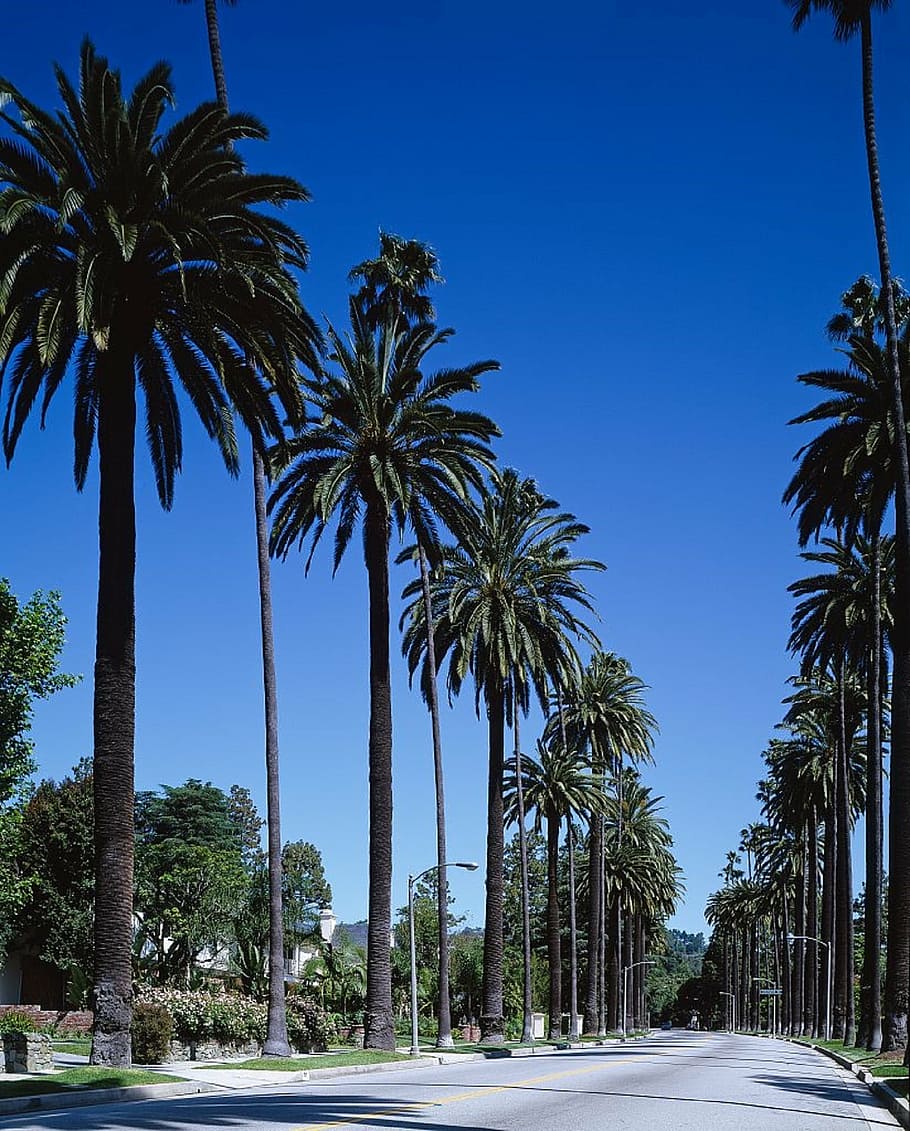 palm trees during daytime, street, beverly hills, bel air, los angeles
