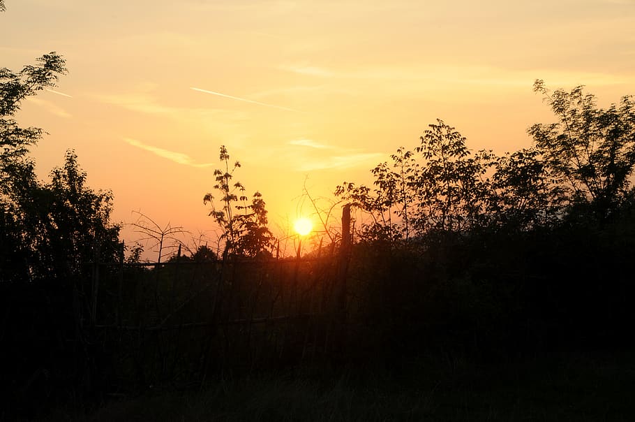 sunset, nature, sky, tree, plant, tranquility, silhouette, beauty in nature HD wallpaper