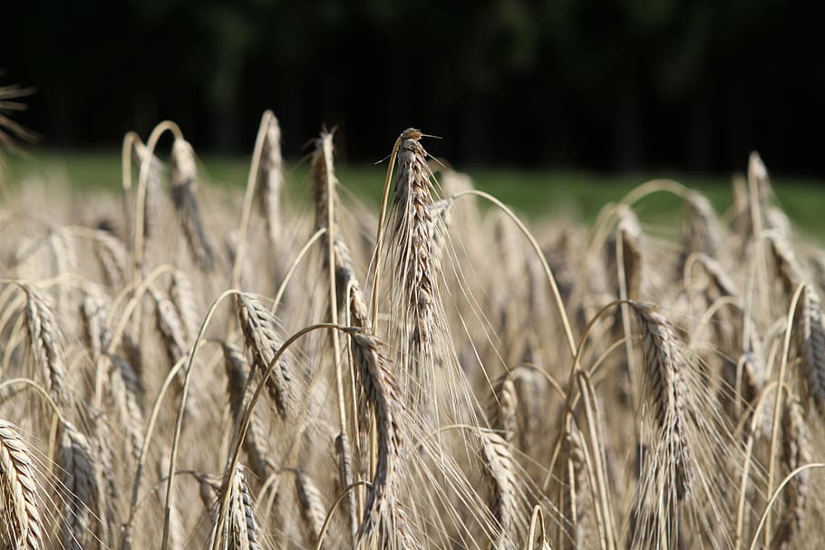 Grain, Cereals, Wheat, Field, agriculture, cereal plant, farm HD wallpaper