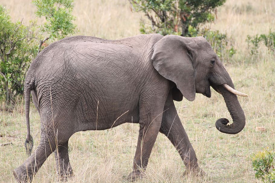HD wallpaper: Elephant, Savannah, Africa, Nature, landscape, animals in ...