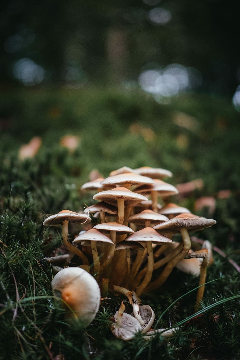 depth of field photography of mushrooms, brown mushrooms, wild