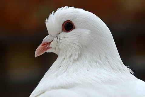 HD wallpaper: white pigeon, dove, bird, birds, animals, nature, close,  plumage | Wallpaper Flare