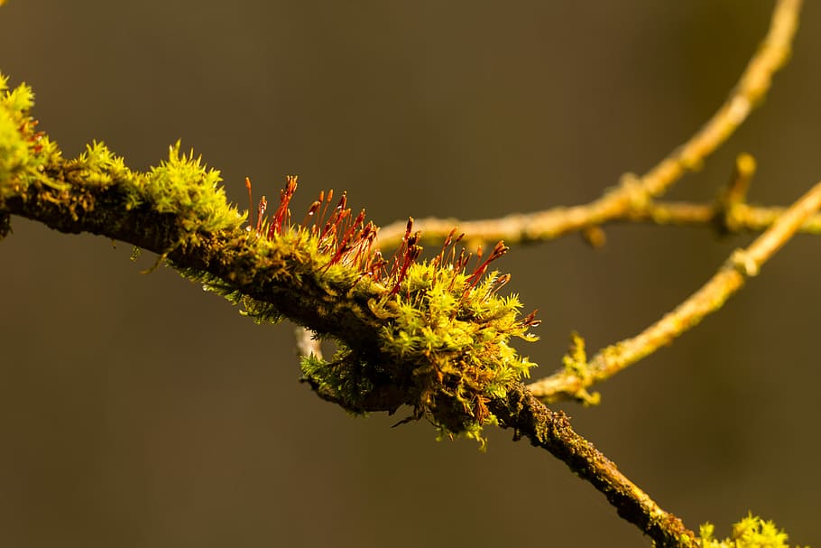 moss, branch, forest, green, weave, bemoost, plant, tree, beauty in nature HD wallpaper