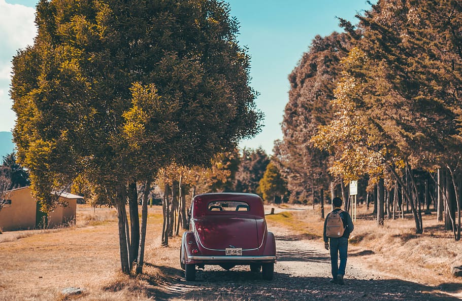 person walking on beside car parked near tree, trees, plant, nature