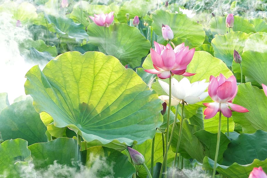 pink flowers with green leaf plants, lotus, summer, hasuike HD wallpaper