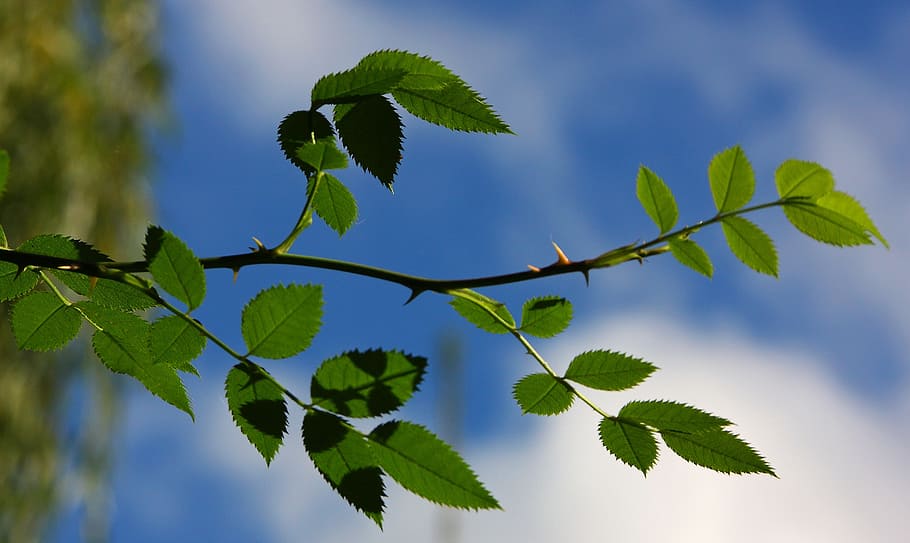 Sky, Branch, Green, Spring, shades of green, make the most of HD wallpaper