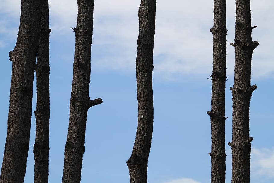 Wood, Window, Pine, sky, tree trunk, nature, day, pine tree HD wallpaper