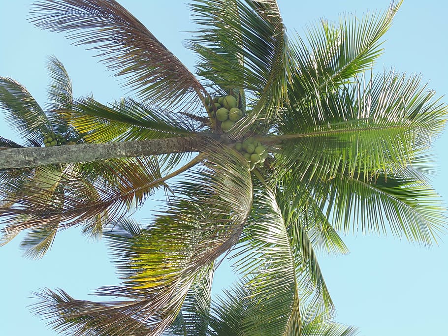 coconut tree, vegetation, nature, blue sky, landscape, environment HD wallpaper