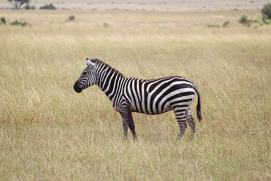 black and white coated zebra on green grass ground, africa, serengeti