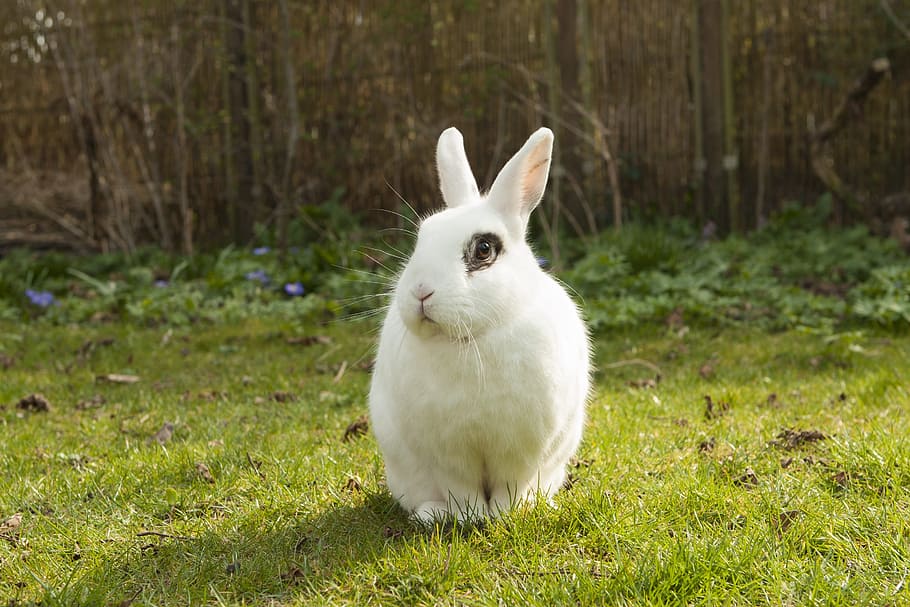 photo of white rabbit on bed of green grasses, bunny, spring HD wallpaper