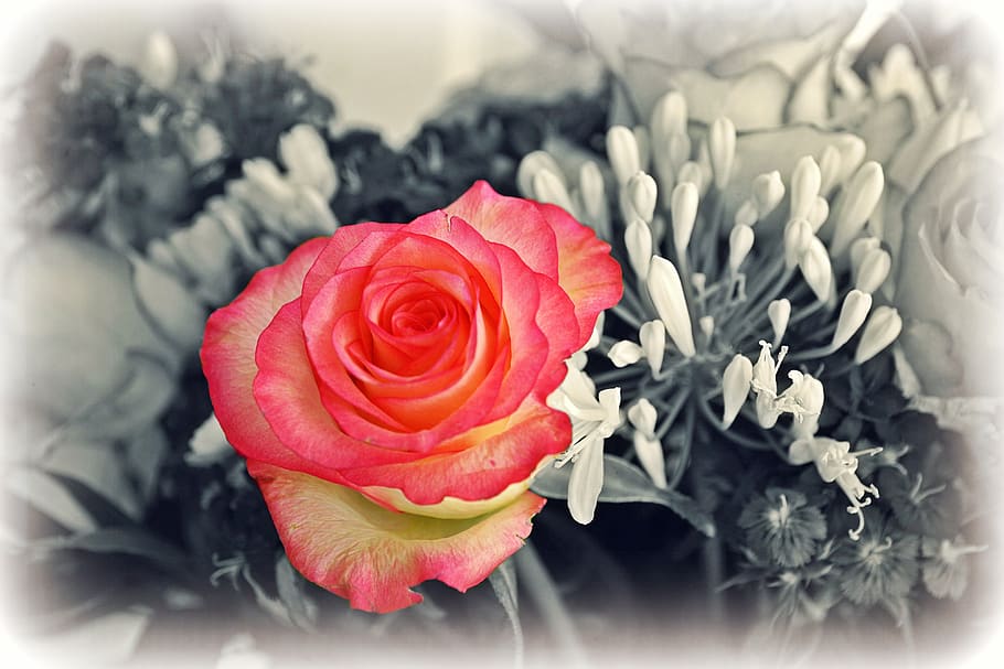 rose, rose bloom, blossom, flower, beauty, romantic, bouquet of flowers, HD wallpaper