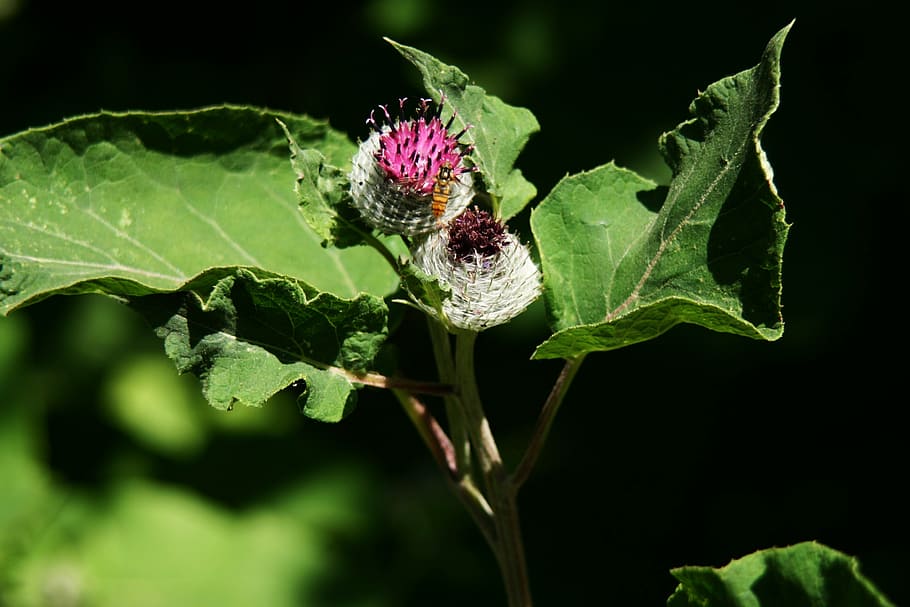 thistle, nature, flower, hoverfly, wild flower, blossom, bloom HD wallpaper