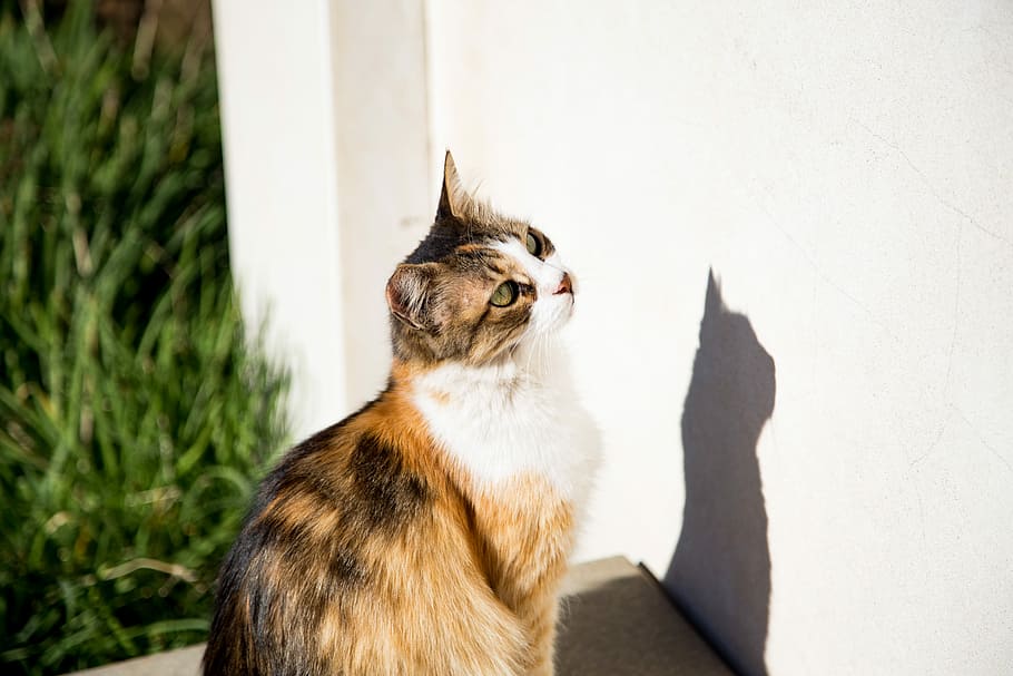 calico cat sitting in front of wall, tortoiseshell cat looking to white painted wall near green grass HD wallpaper