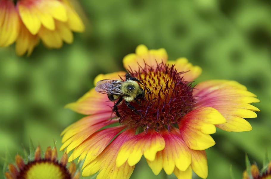 Bee, Daisey, Yellow, Flower, Summer, natural, nature, insect HD wallpaper