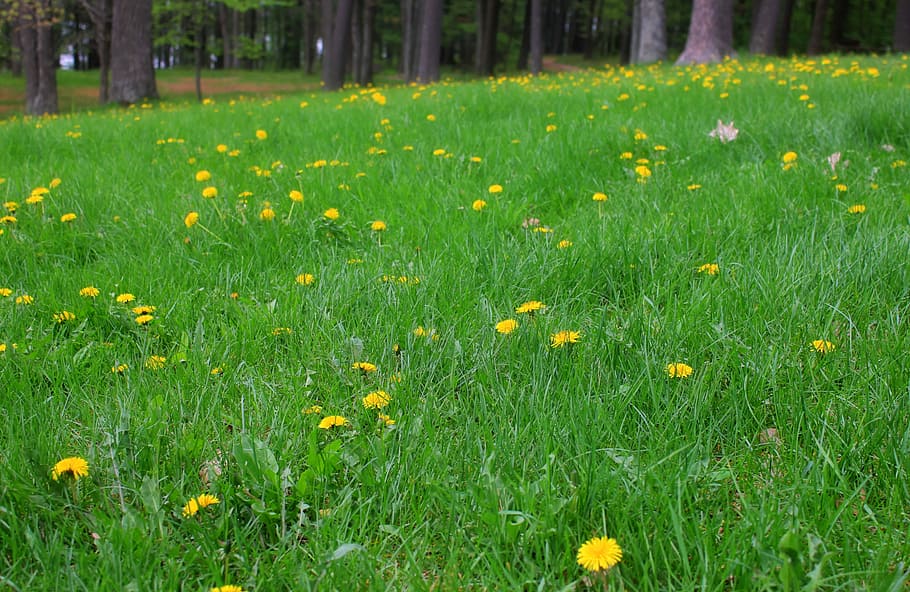 Grass field with sunflowers at Council Grounds State Park, Wisconsin HD wallpaper