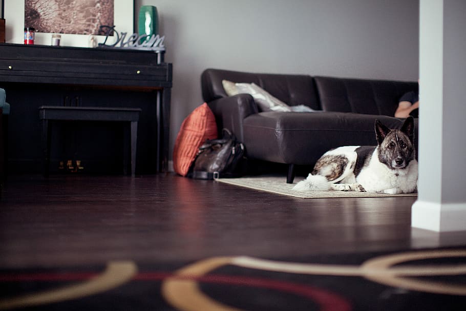 dog on mat near sofa bed, black and white dog lying on white area rug HD wallpaper