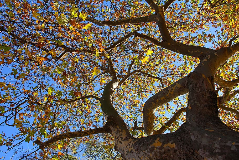 Status, Blue, Sky, Sky, City, Autumn, beautiful, love, colorful HD wallpaper