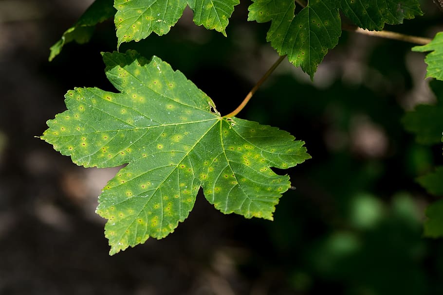 leaf, green, green leaf, smart, forest, nature, plant, close HD wallpaper