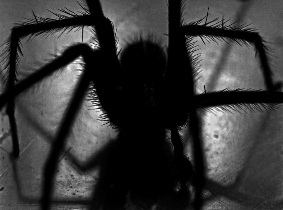 grayscale photography of spider, creepy, bugs, spooky, horror