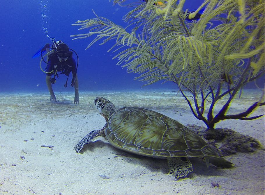 person in scuba diving gear set facing sea turtle beside green coral HD wallpaper