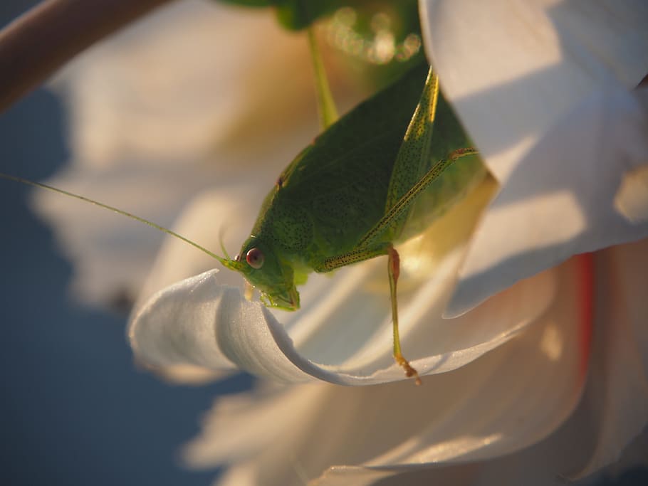 Grasshopper, Insect, Nature, Close, creature, focus on foreground HD wallpaper