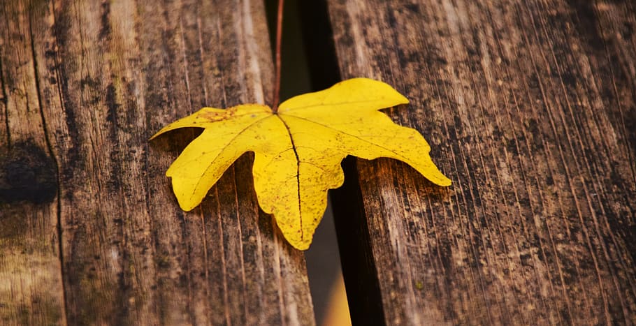 Leaf, Yellow, Autumn, Fall, Fall Foliage, Wood, close, leaves HD wallpaper