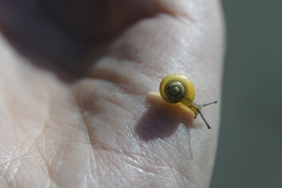 crawling snails, steinig, yellow, shell, slowly, mollusk, nature HD wallpaper