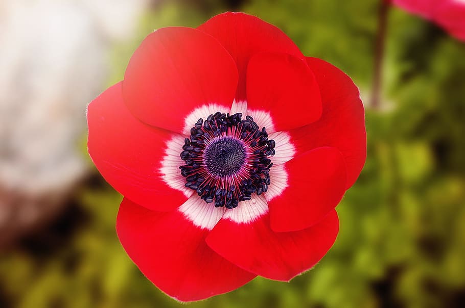 macro photography of red anemone flower, poppy, red poppy, blossom, HD wallpaper